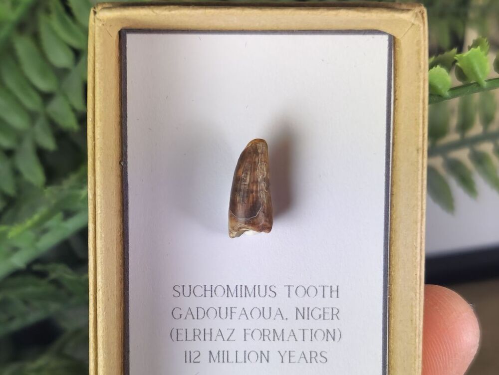 Suchomimus Tooth - 0.59 inch #06