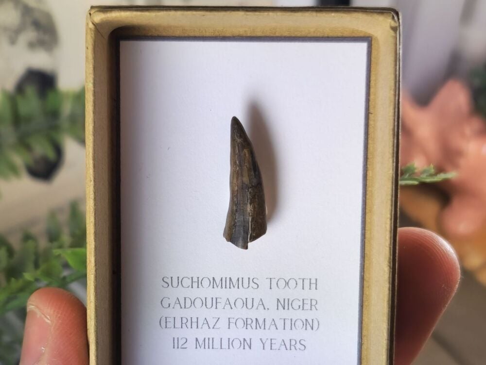 Suchomimus Tooth - 0.94 inch #07