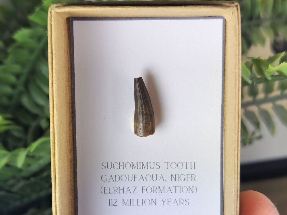 Suchomimus Tooth - 0.66 inch #08
