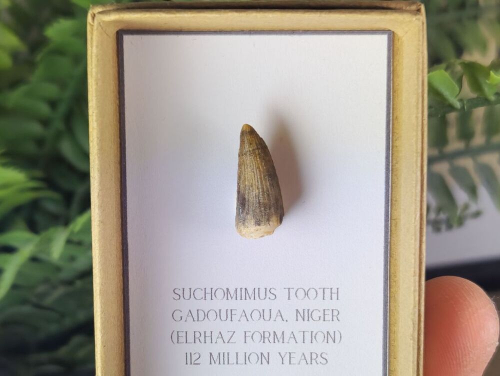 Suchomimus Tooth - 0.70 inch #09