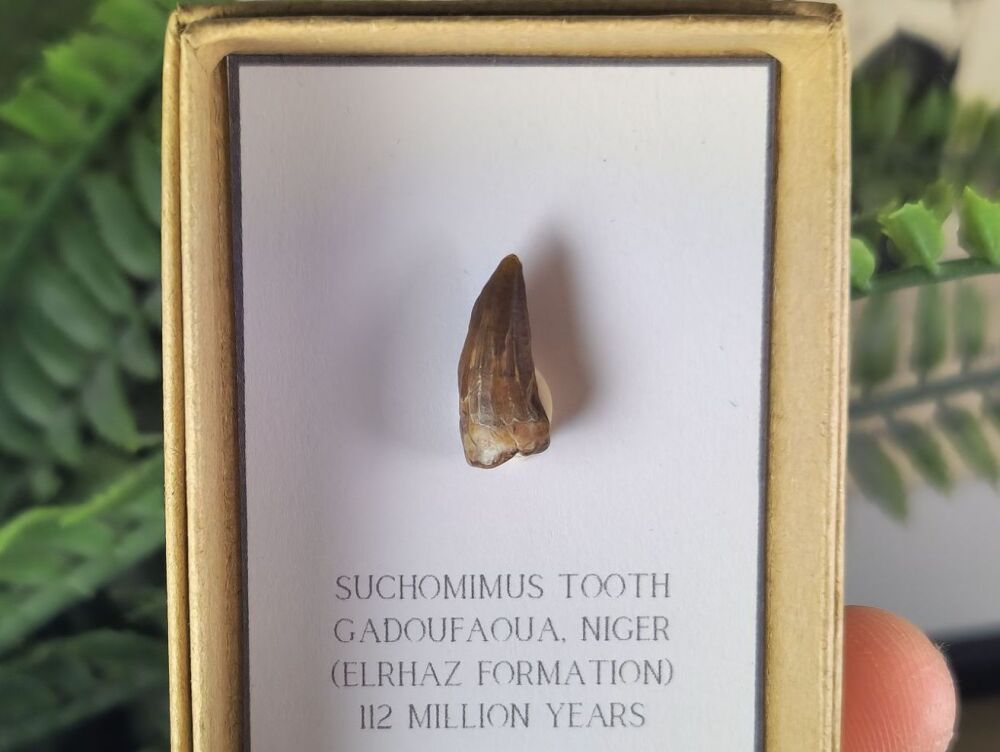 Suchomimus Tooth - 0.66 inch #13