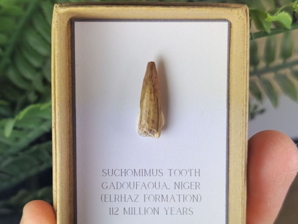 Suchomimus Tooth - 0.82 inch #14