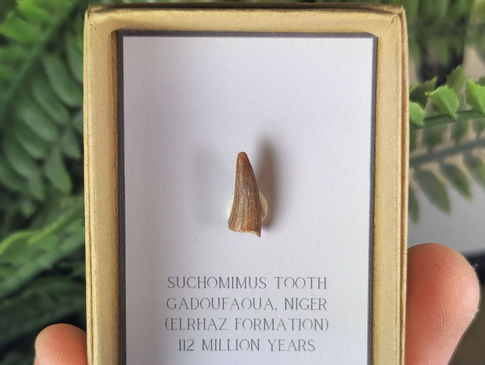 Suchomimus Tooth - 0.55 inch #16