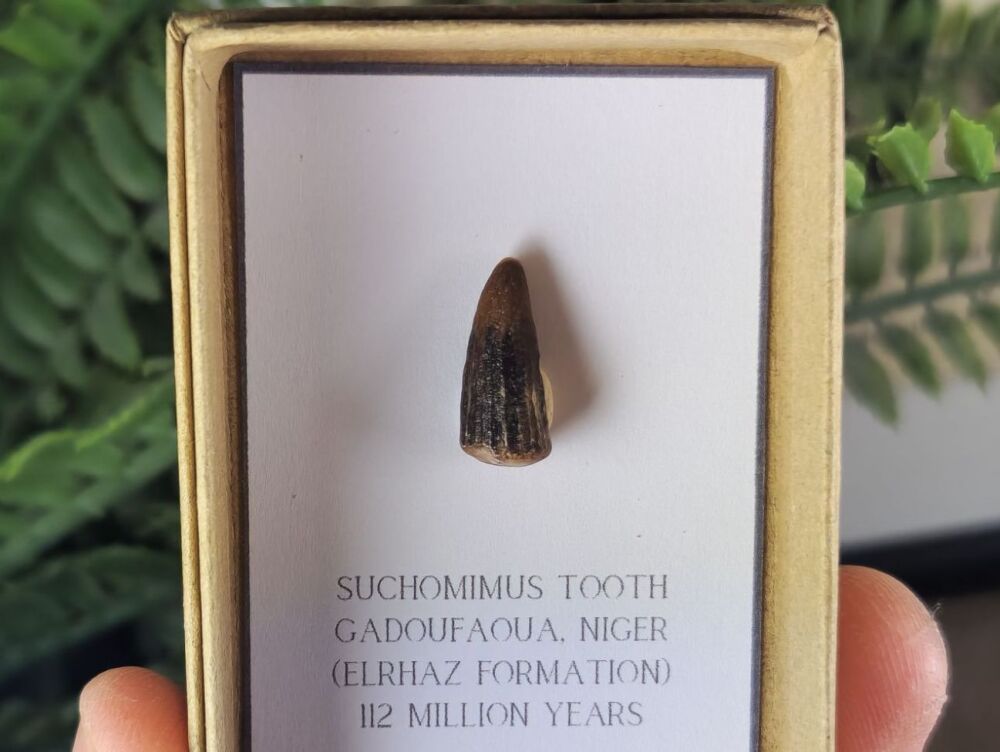 Suchomimus Tooth - 0.66 inch #17