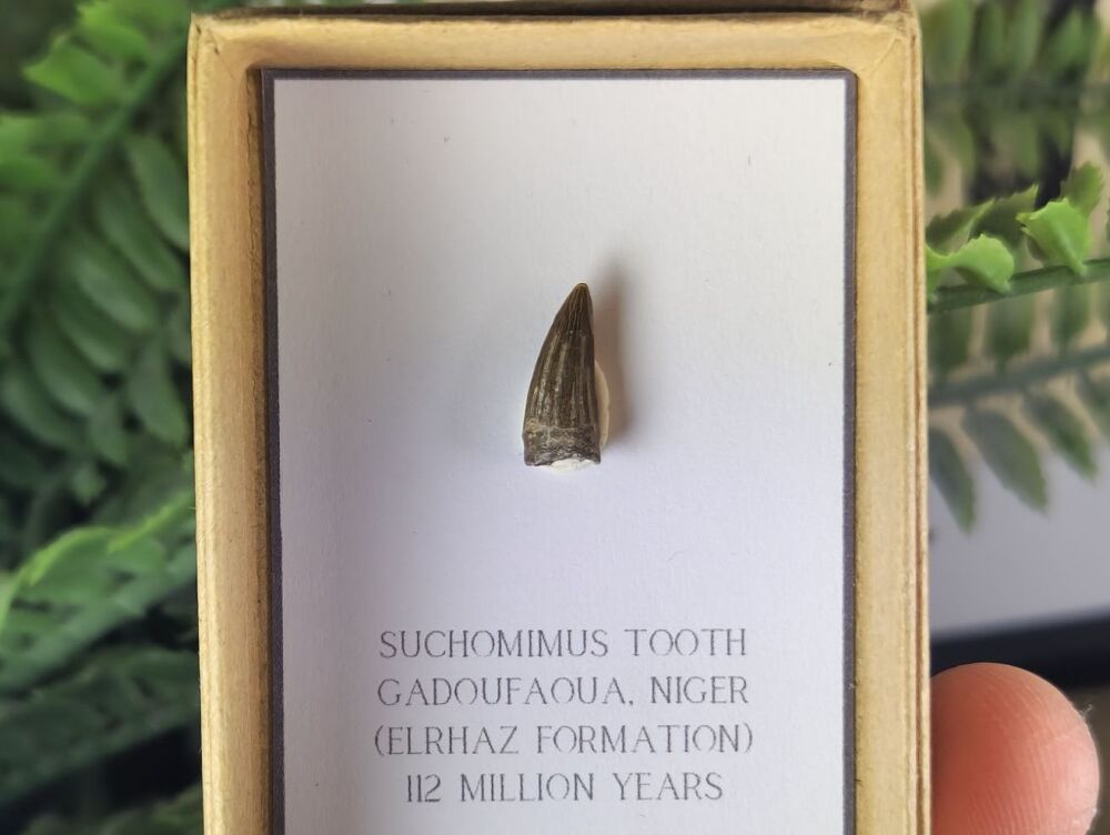 Suchomimus Tooth - 0.51 inch #18