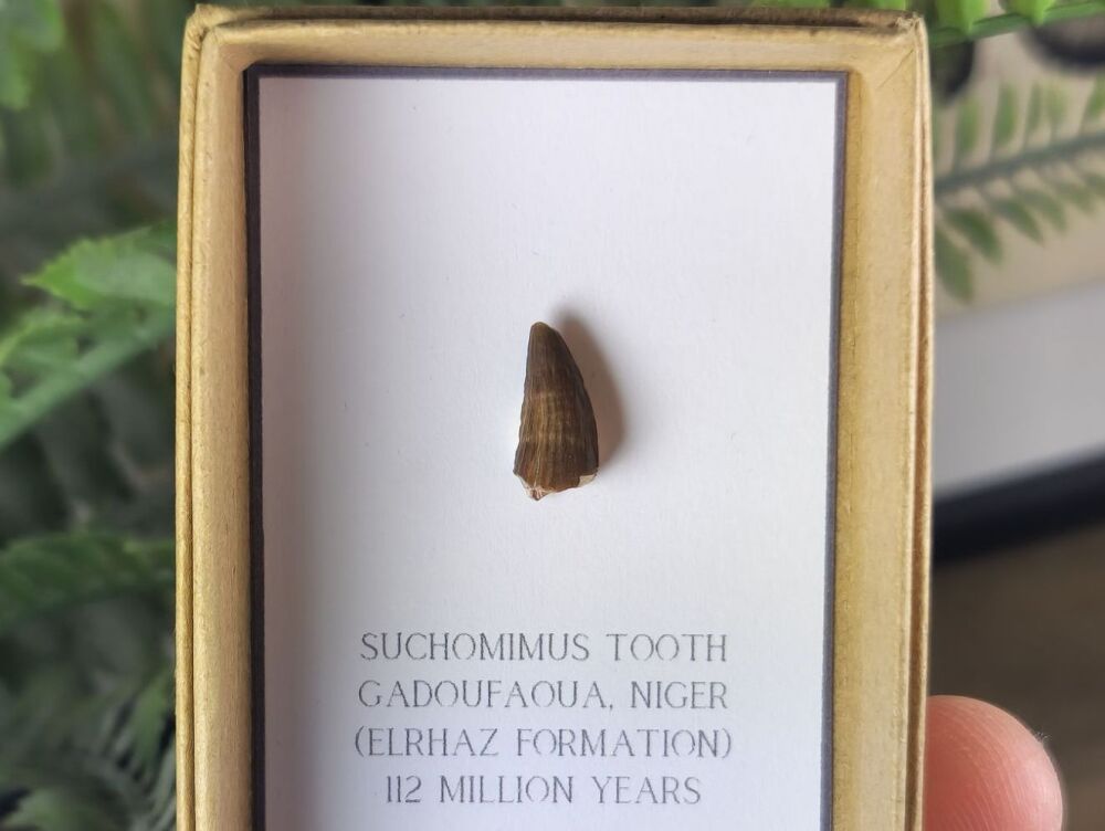 Suchomimus Tooth - 0.51 inch #20