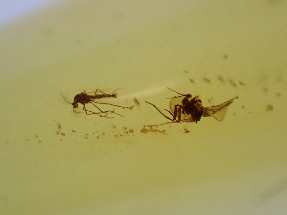 Cretaceous Amber with Diptera (fly) Inclusions #01