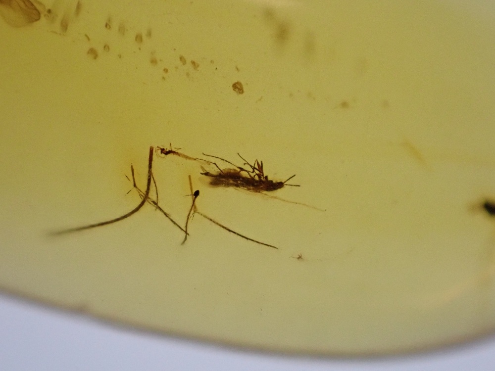 Cretaceous Amber with Diptera (fly) Inclusions #01