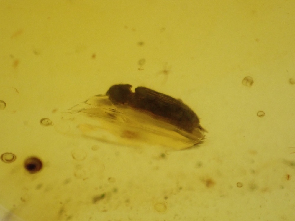 Cretaceous Amber with Beetle Inclusion #03