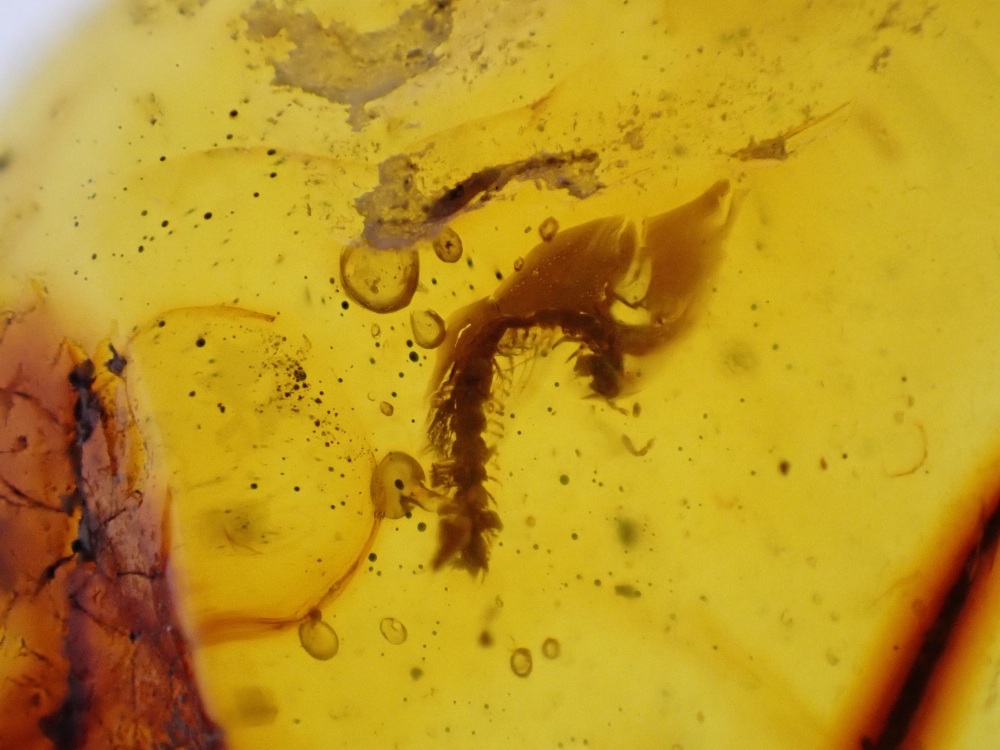 Cretaceous Amber with millipede, diptera and spider Inclusions #06