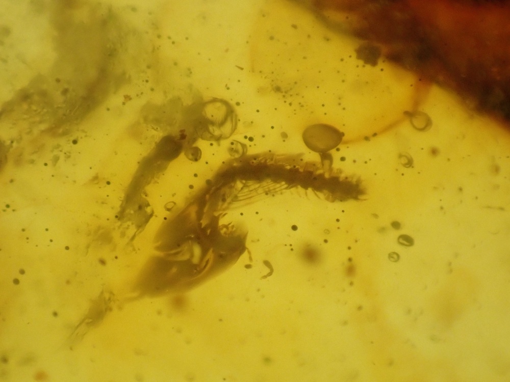 Cretaceous Amber with millipede, diptera and spider Inclusions #06