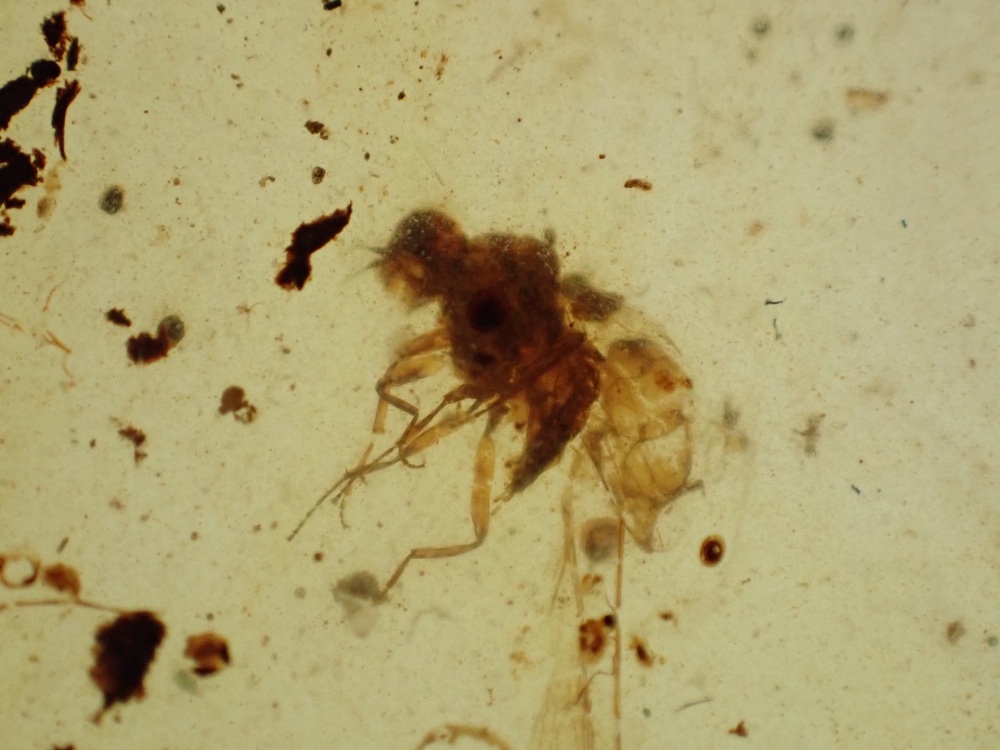 Cretaceous Amber with Diptera (fly) Inclusion #07