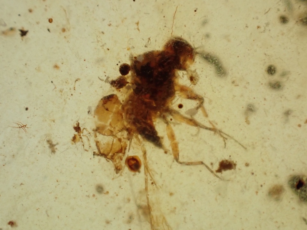 Cretaceous Amber with Diptera (fly) Inclusion #07