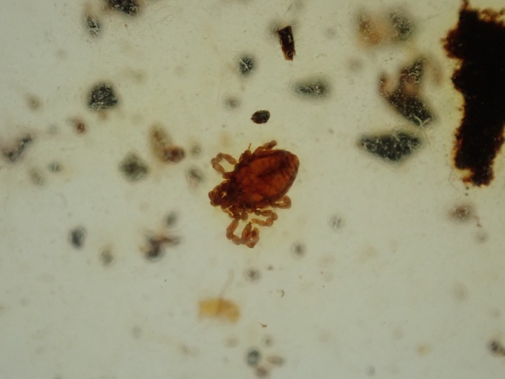Cretaceous Amber with Ricinulei (Hooded Tick-Spider) Inclusion #08