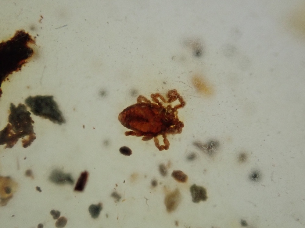 Cretaceous Amber with Ricinulei (Hooded Tick-Spider) Inclusion #08