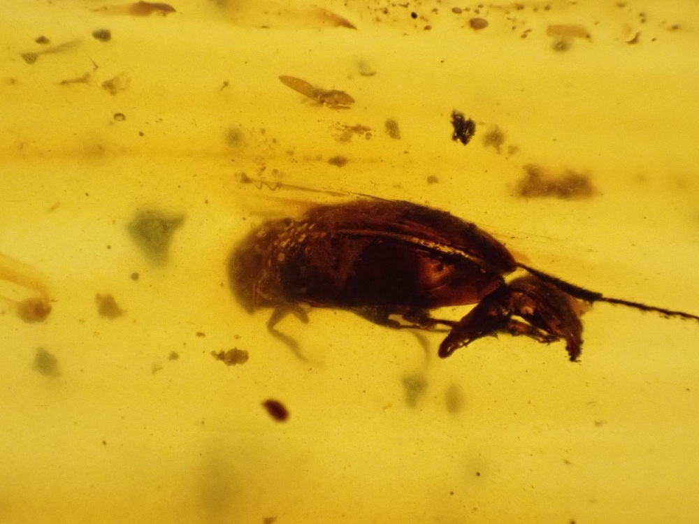 Cretaceous Amber with Beetle Inclusion #09