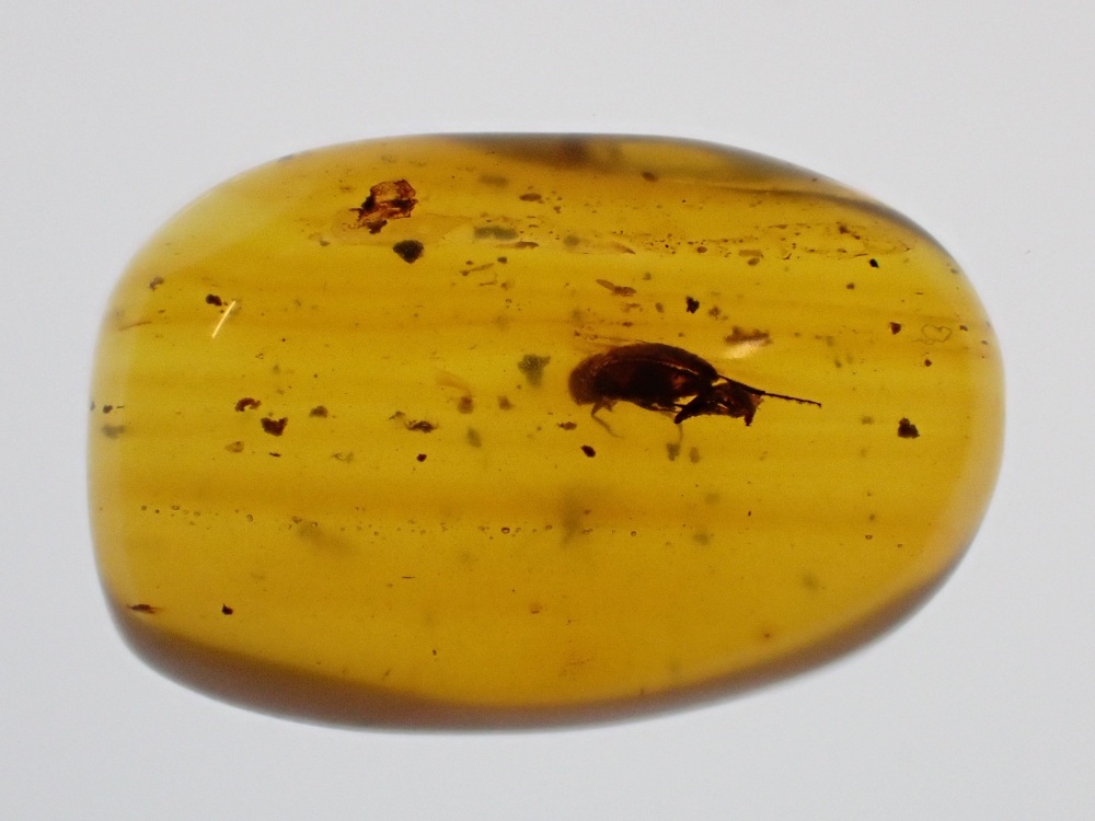 Cretaceous Amber with Beetle Inclusion #09