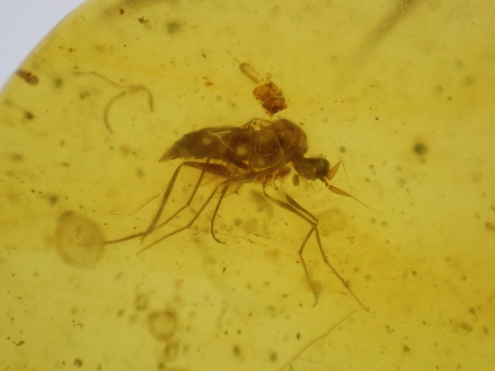 Cretaceous Amber with Diptera (fly) and Beetle Inclusions #10