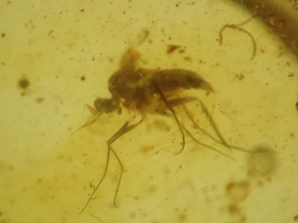 Cretaceous Amber with Diptera (fly) and Beetle Inclusions #10