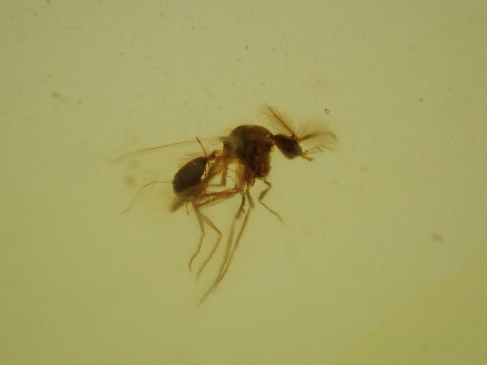 Cretaceous Amber with Diptera (fly) Inclusions #13