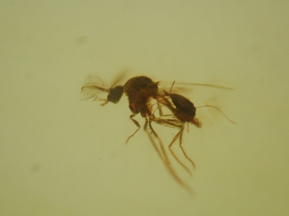 Cretaceous Amber with Diptera (fly) Inclusions #13