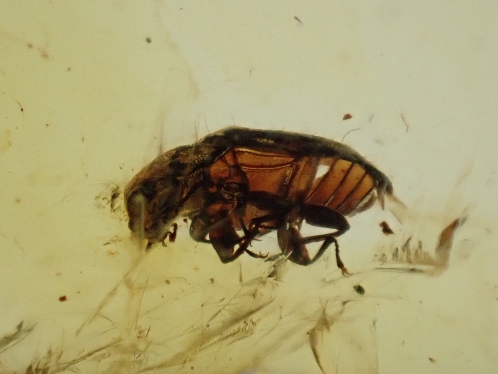 Cretaceous Amber with Beetle Inclusion #14