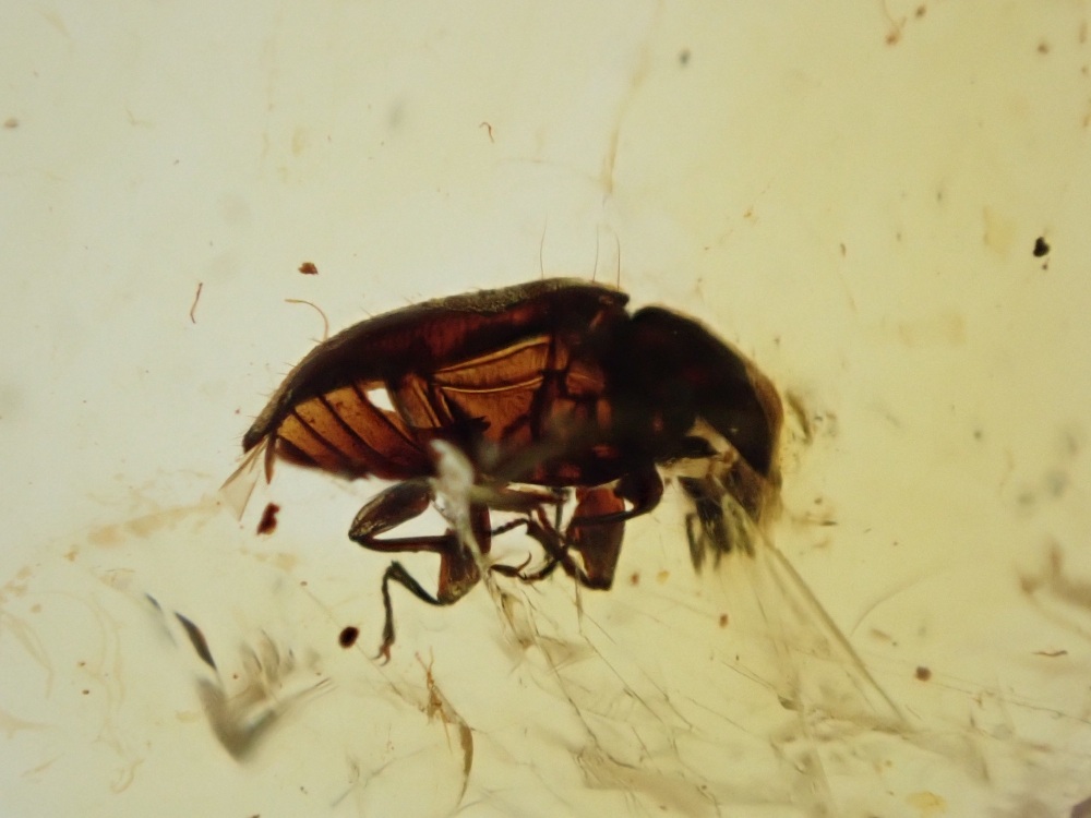 Cretaceous Amber with Beetle Inclusion #14