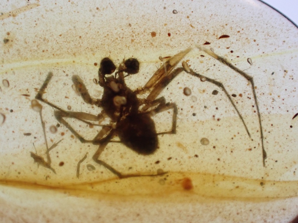 Cretaceous Amber with Spider Inclusion #15