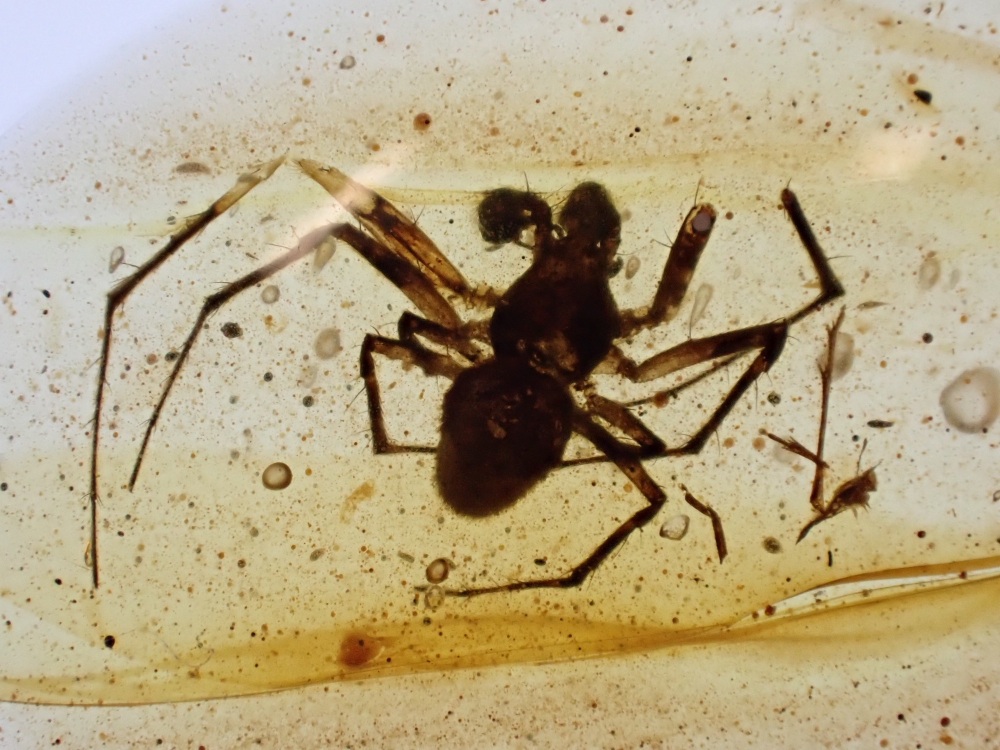 Cretaceous Amber with Spider Inclusion #15