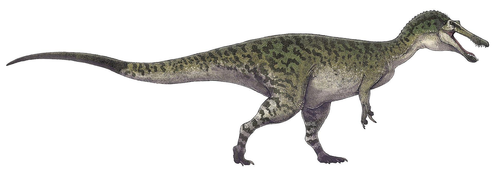 An artists impression of a Spinosaurus