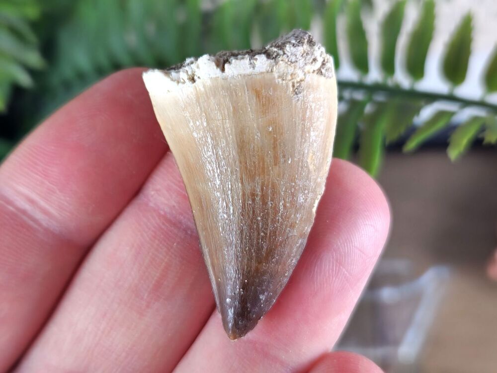 Mosasaur Tooth #01