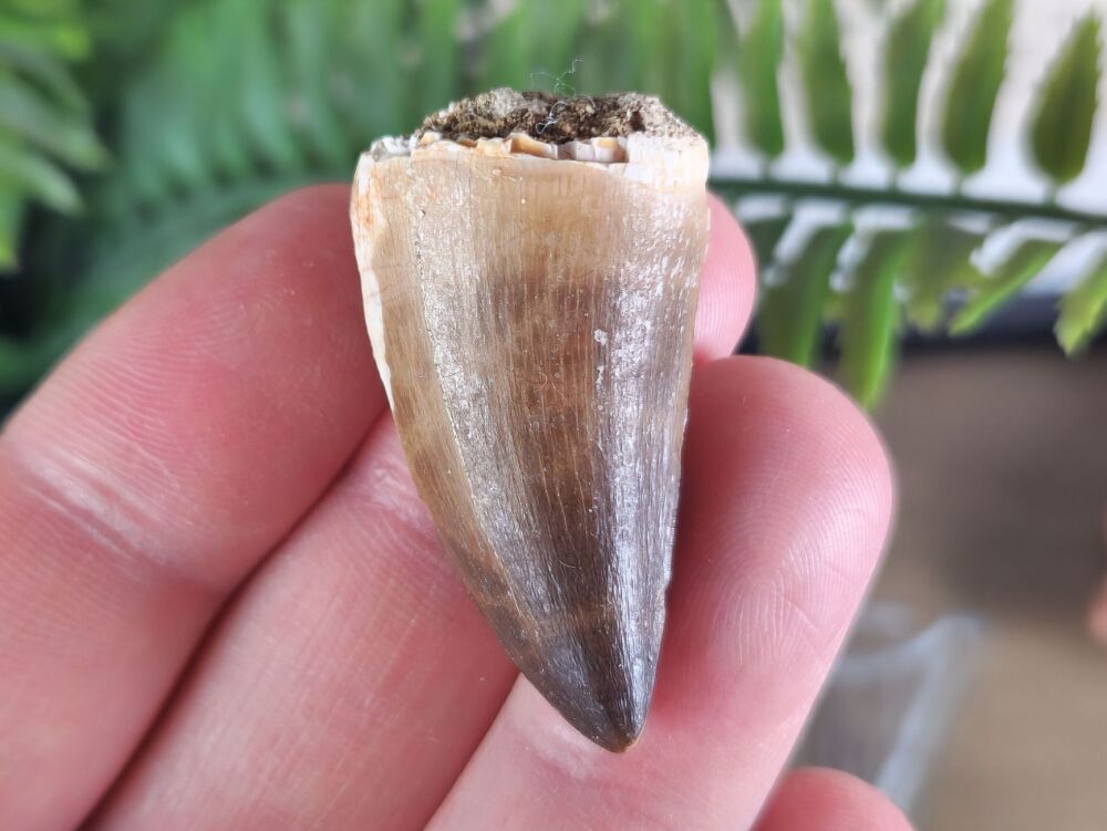 Mosasaur Tooth #02