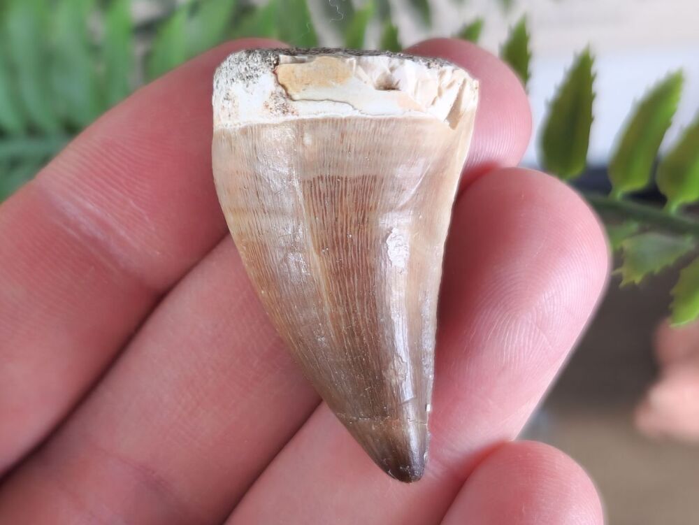 Mosasaur Tooth #03