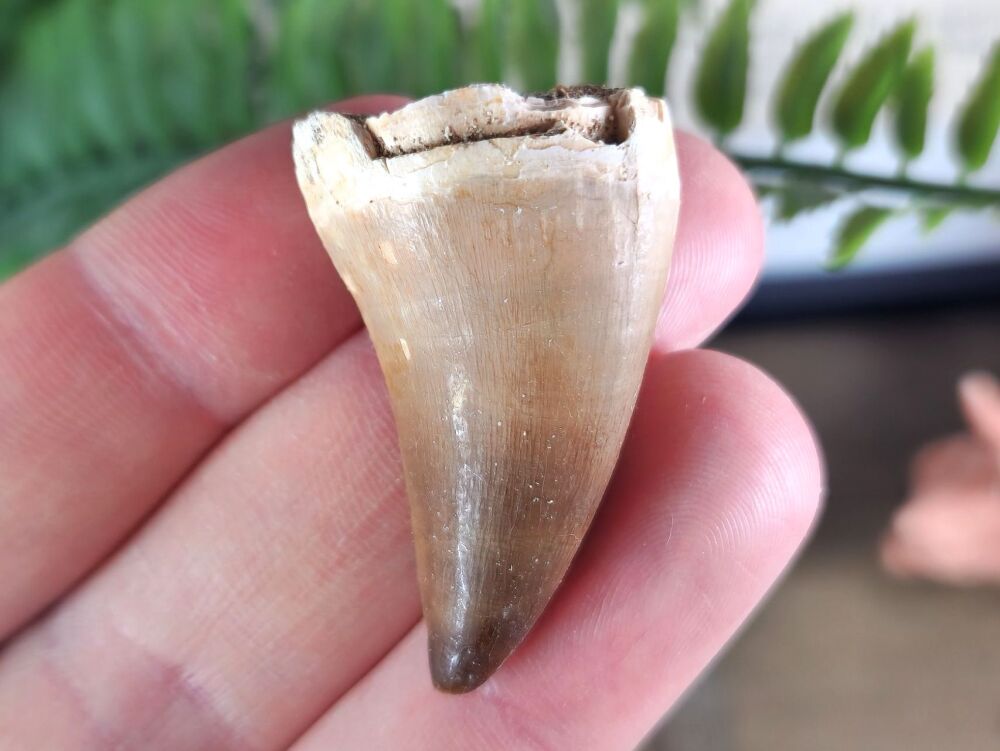 Mosasaur Tooth #05