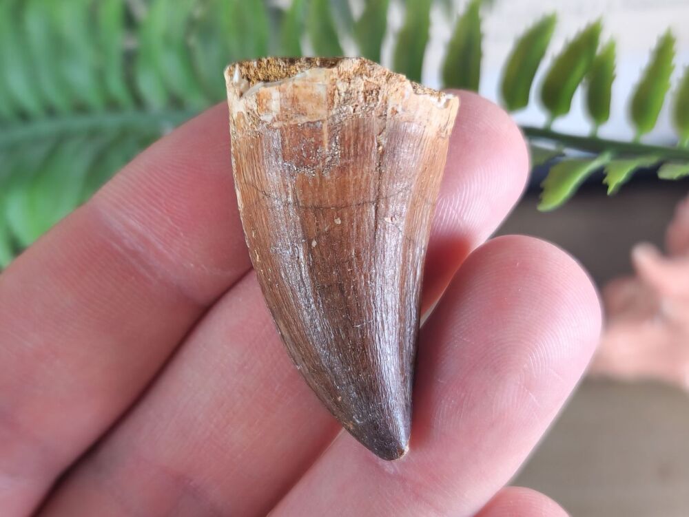 Mosasaur Tooth #06