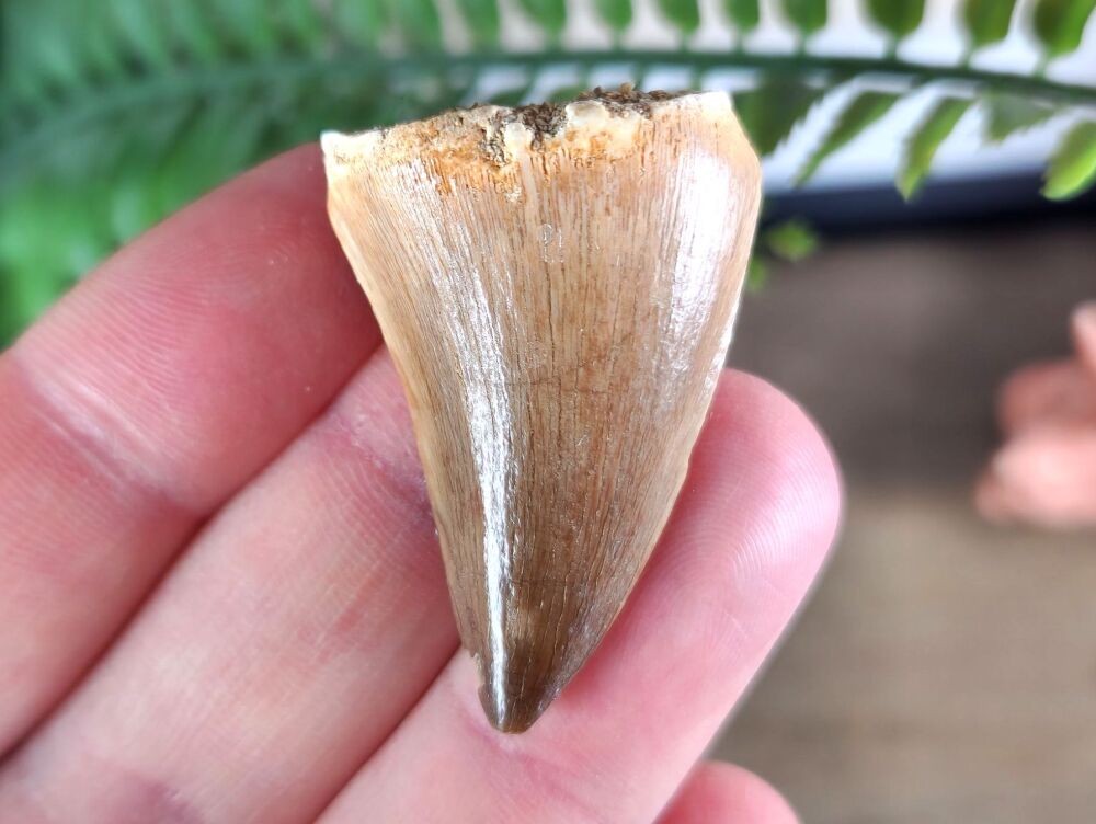 Mosasaur Tooth #07
