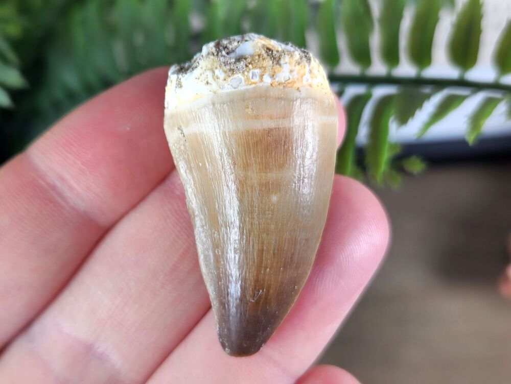 Mosasaur Tooth #08