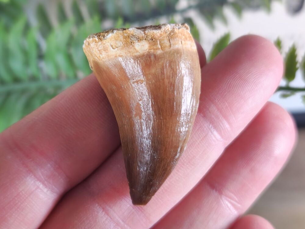 Mosasaur Tooth #09