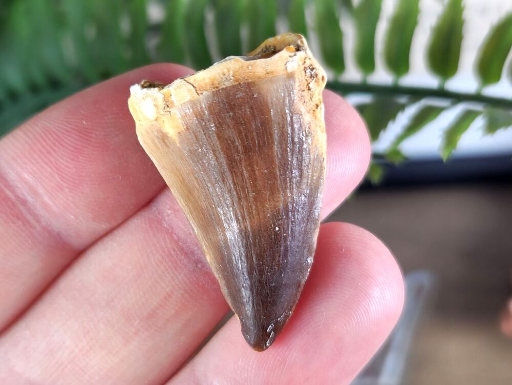 Mosasaur Tooth #10