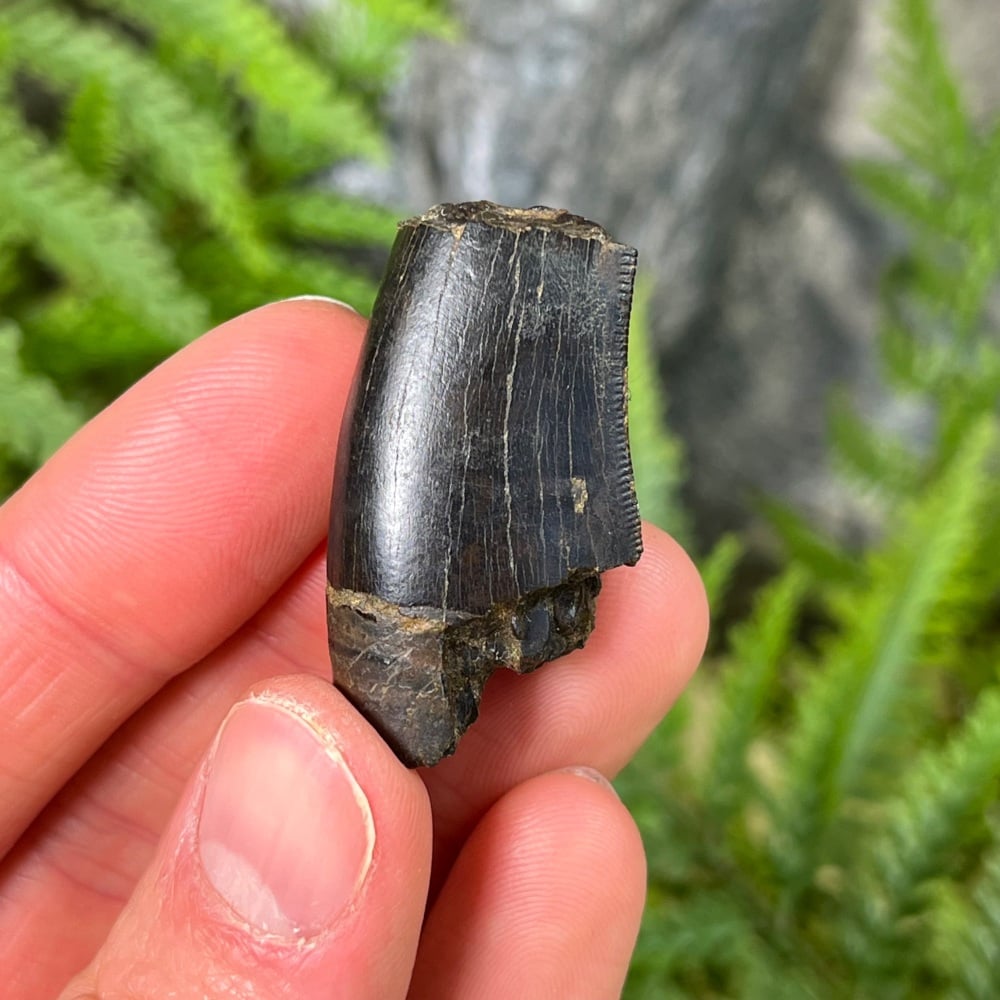Tyrannosaurus rex Tooth