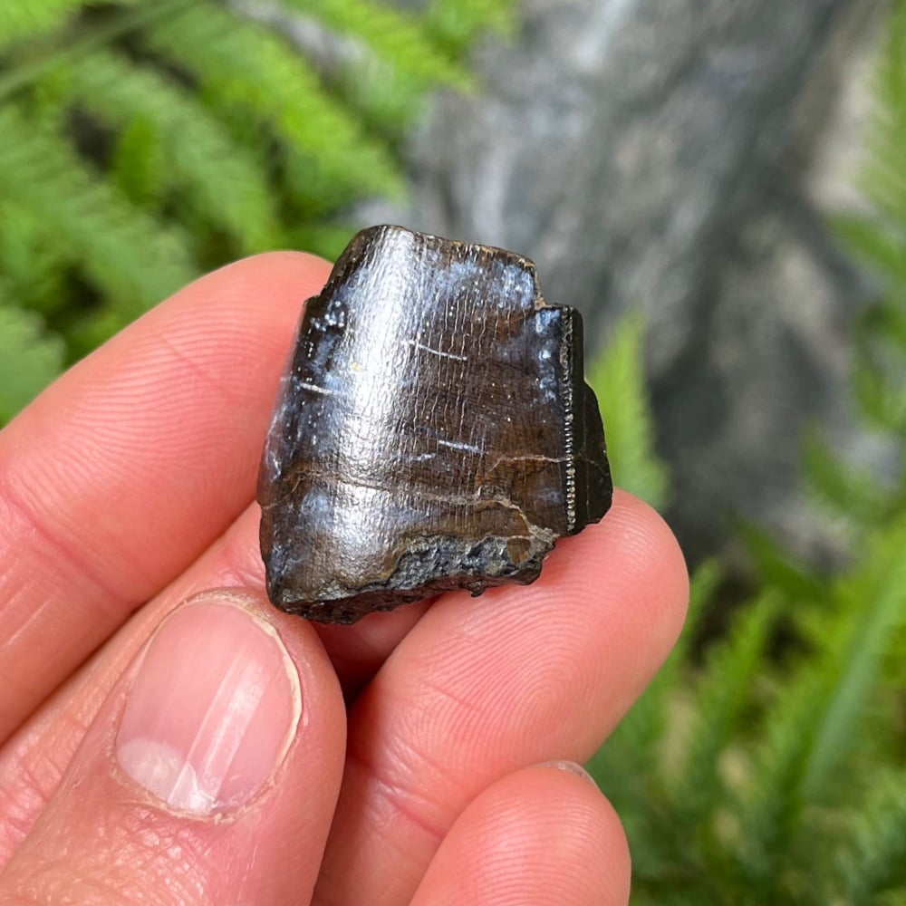 Tyrannosaurus rex Tooth Chunk