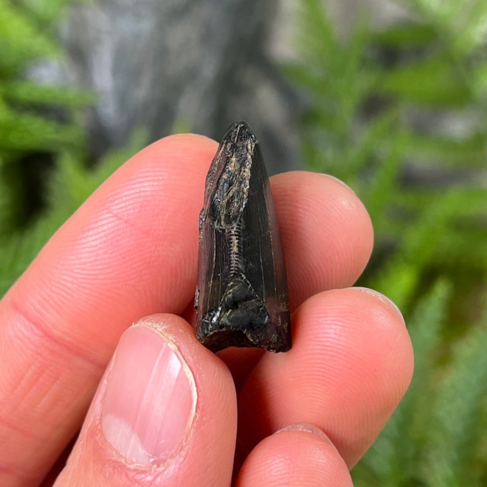 Tyrannosaurus rex Tooth
