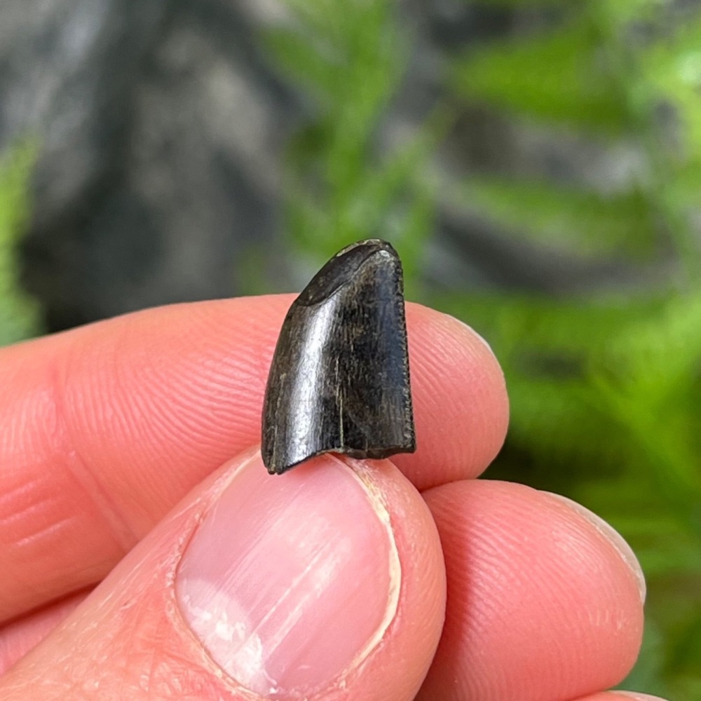 Tyrannosaurus rex Tooth Tip