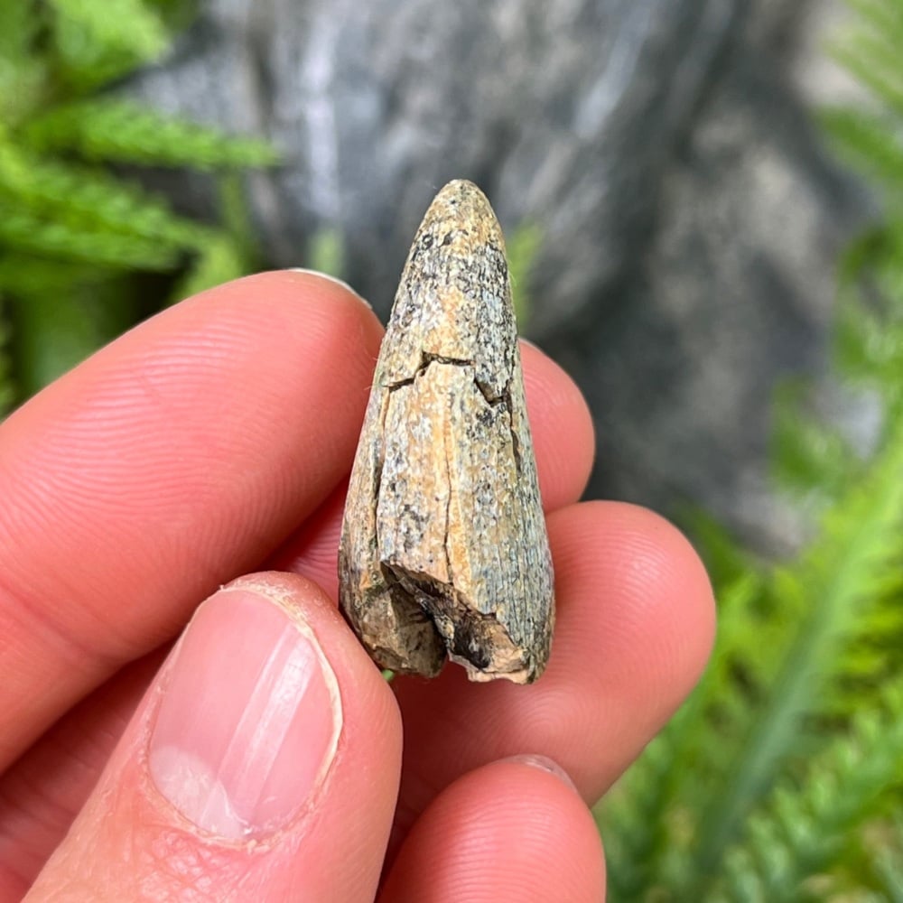 Tyrannosaurus rex Tooth