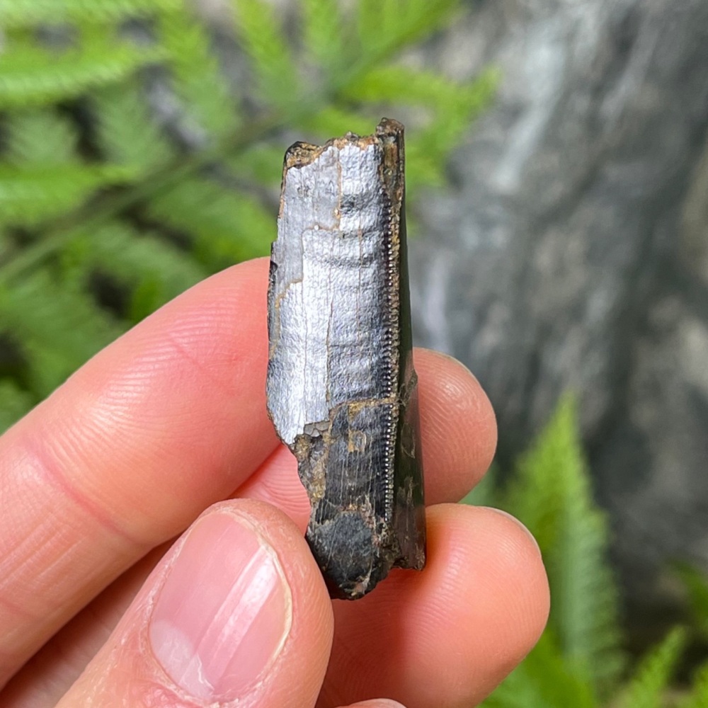 Tyrannosaurus rex Tooth Chunk