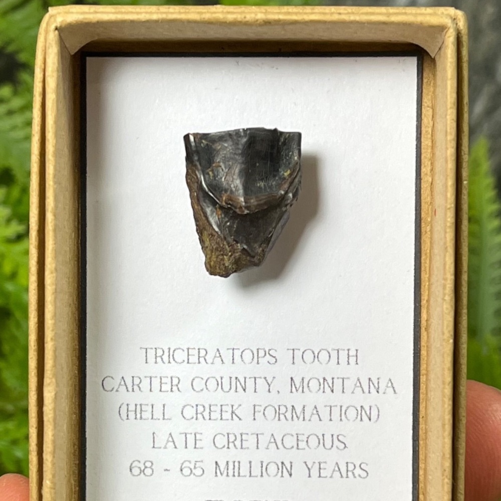 Triceratops Tooth