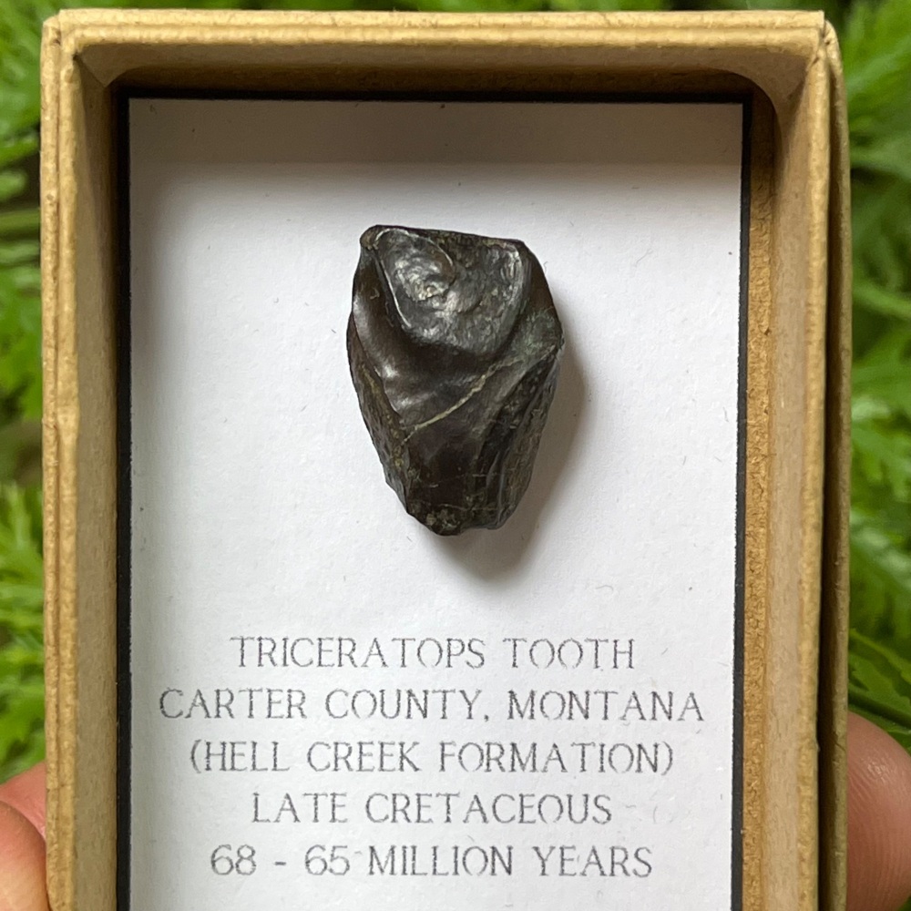 Triceratops Tooth