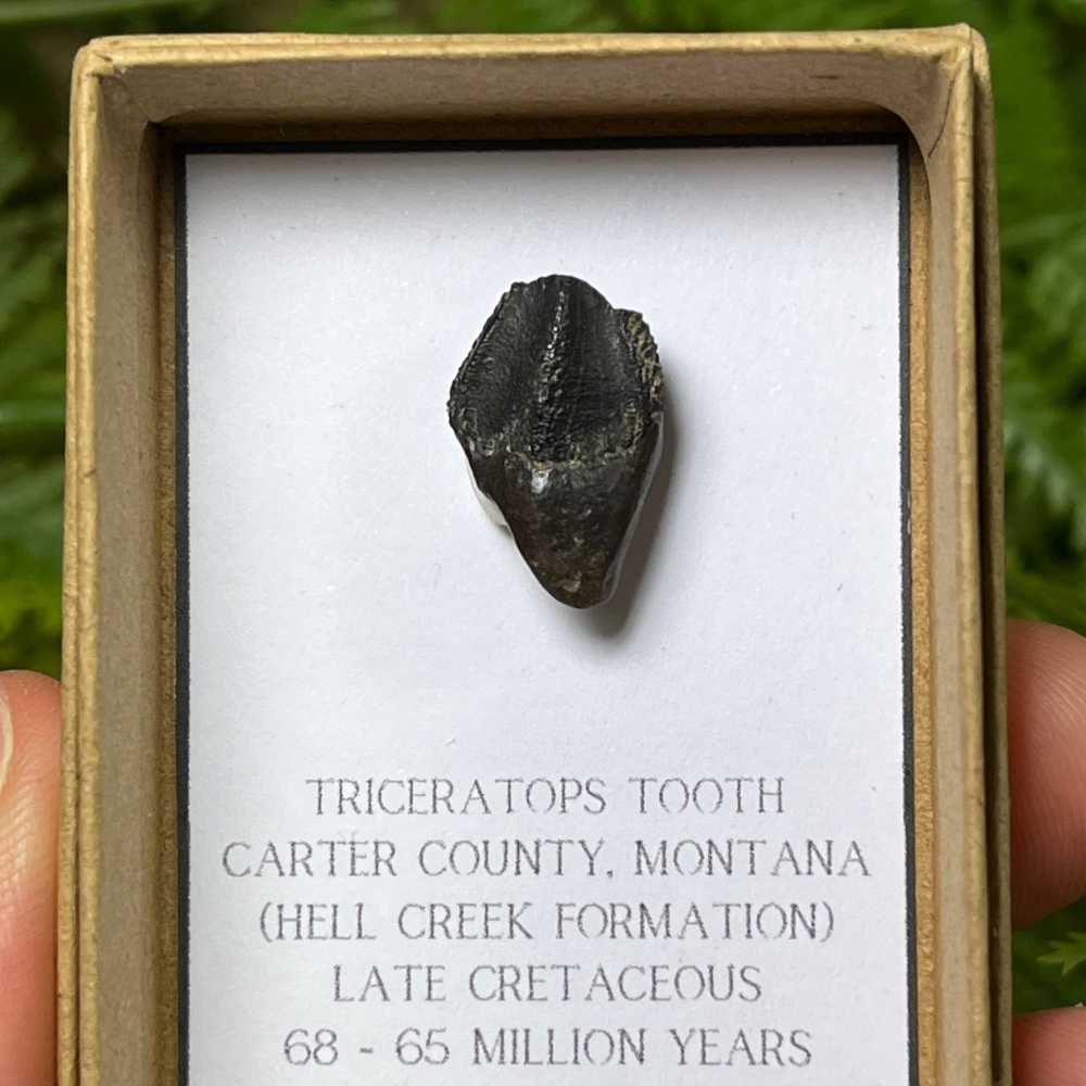 Triceratops Tooth