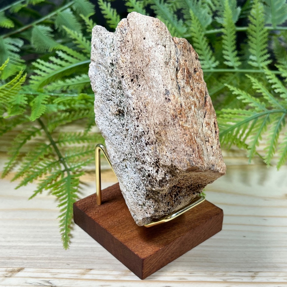 Triceratops Skull Bone