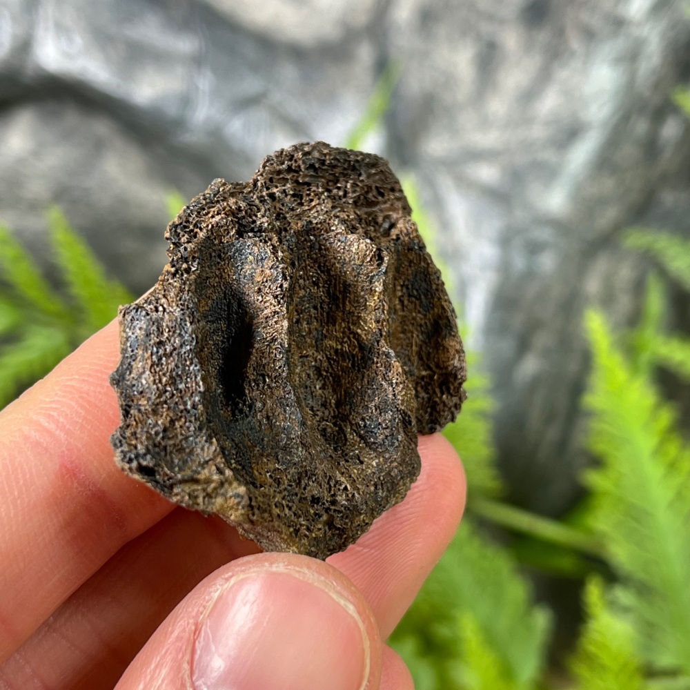 Triceratops Jaw Section